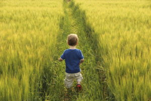 Small boy walking through barley field
