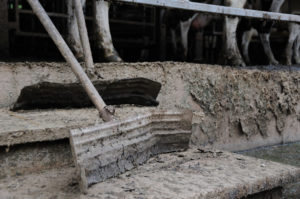 Scraper for clearing slurry from the cow barns