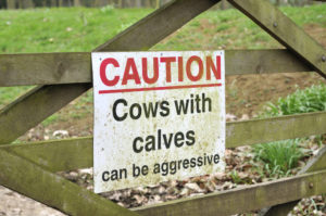 Caution, cows with calves