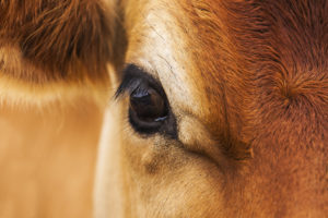 Eye of Jersey Cow