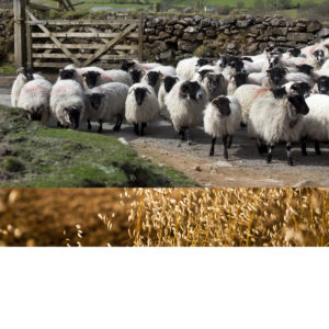 Farm Safety Foundation sheep blog header
